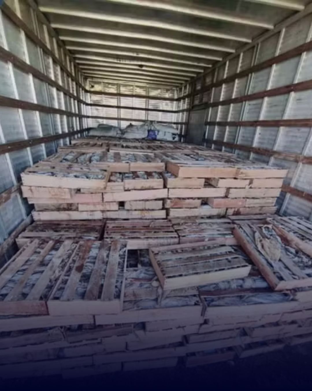 Peixes foram apreendidos em caminhão que passava pela cidade de Milagres, no interior da Bahia — Foto: Polícia Rodoviária Federal
